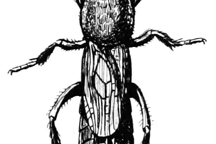 Northern Mole Cricket