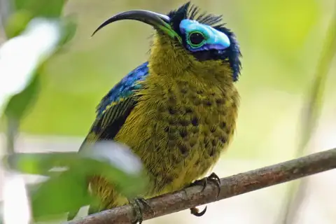 Common Sunbird-Asity