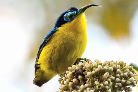 Yellow-bellied Sunbird-Asity