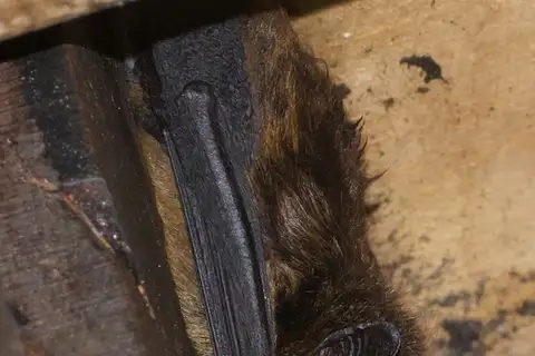 Chiriquinan Serotine