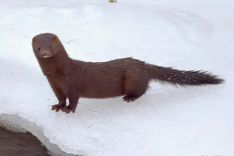 American Mink