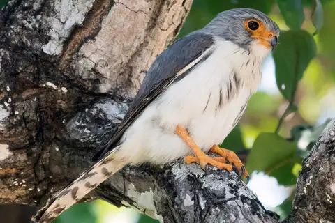 White-rumped Falcon