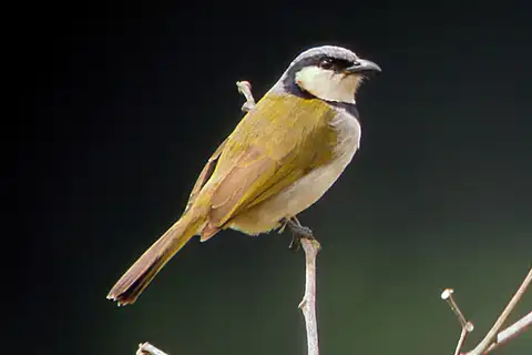 Black-collared Bulbul