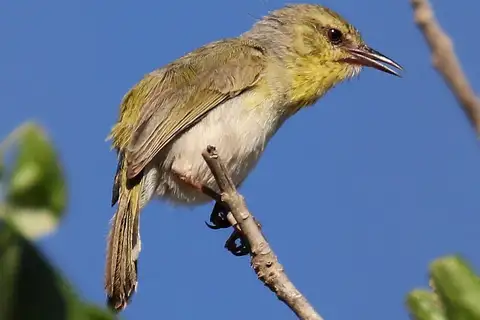 Stripe-throated Jery