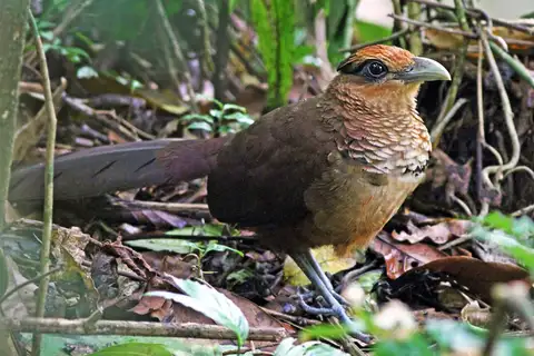 Rufous-vented Ground Cuckoo