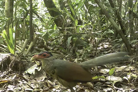 Red-billed Ground Cuckoo