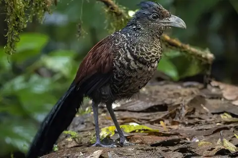 Banded Ground Cuckoo