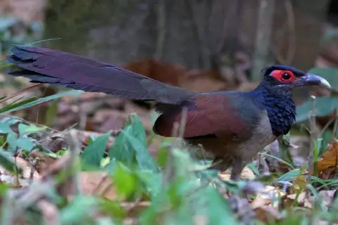 Rufous-winged Ground Cuckoo