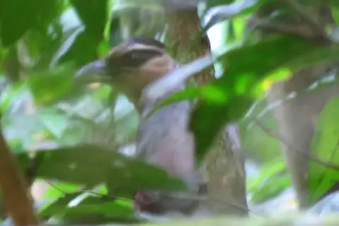 Scaled Ground Cuckoo