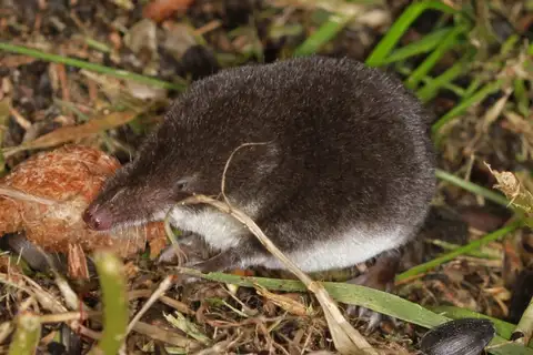 Eurasian Water Shrew