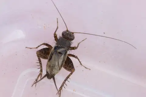 Cuban Ground Cricket