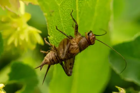 Collared Ground Cricket