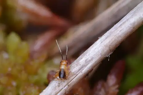 Sphagnum Ground Cricket