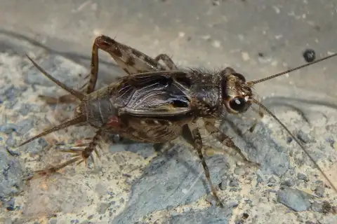 Variegated Ground Cricket