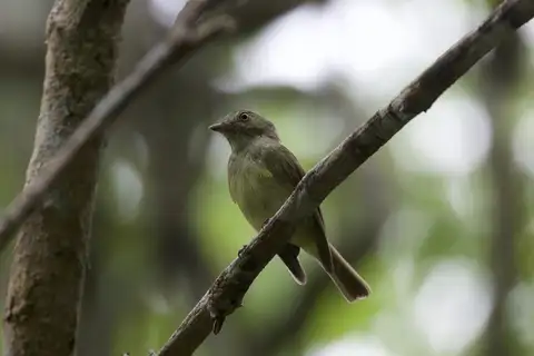 Wied's Tyrant-Manakin