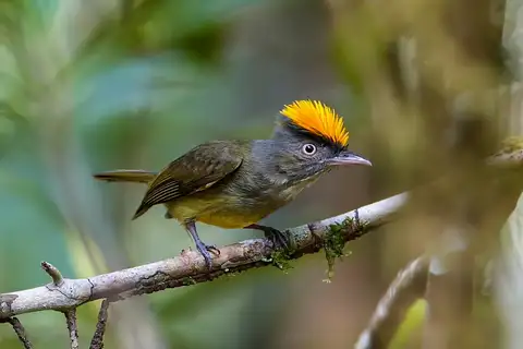 Saffron-crested Tyrant-Manakin