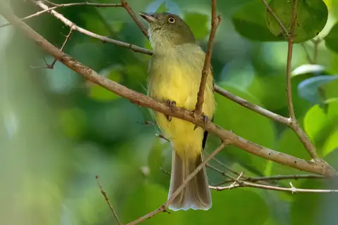 Sulphur-bellied Tyrant-Manakin