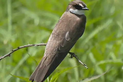 Banded Martin