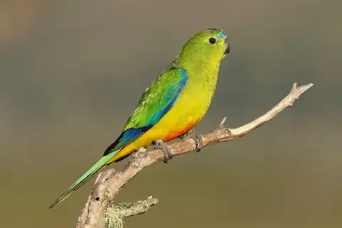 Orange-bellied Parrot