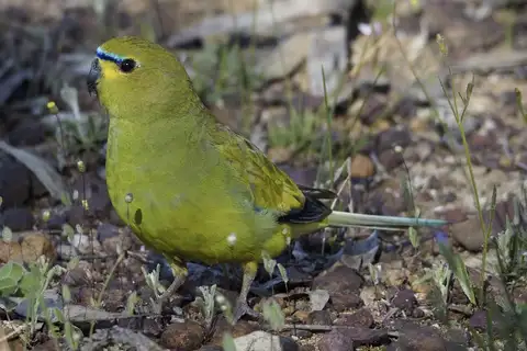 Elegant Parrot