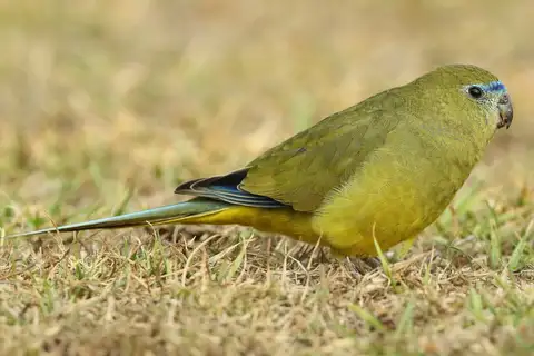 Rock Parrot