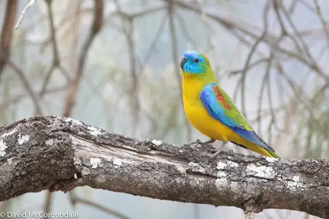 Turquoise Parrot