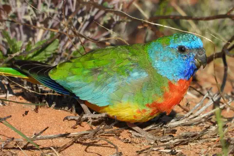 Scarlet-chested Parrot
