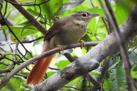 Rufous-rumped Foliage-gleaner