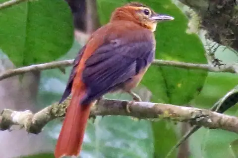 Slaty-winged Foliage-gleaner