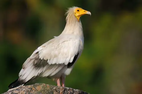 Egyptian Vulture