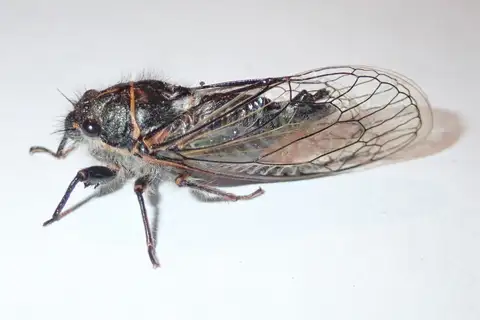 Neoplatypedia ampliata