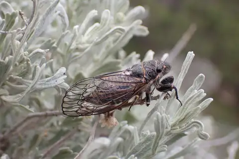 Neoplatypedia constricta