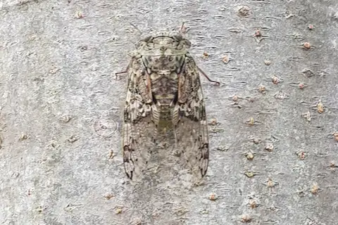 Neoplatypleura coelestia