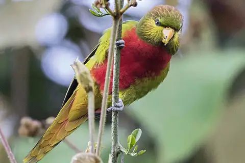 Yellow-billed Lorikeet