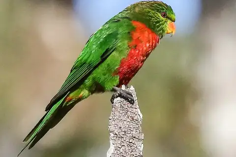 Orange-billed Lorikeet