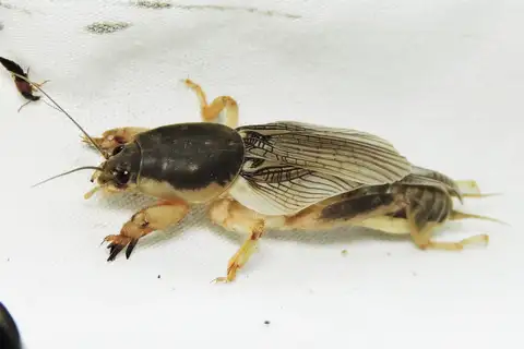 Southern Mole Cricket