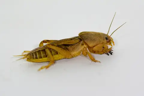 Tawny Mole Cricket