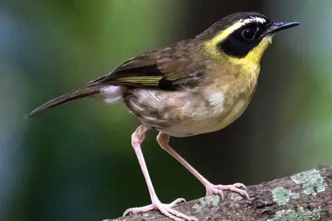 Yellow-throated Scrubwren