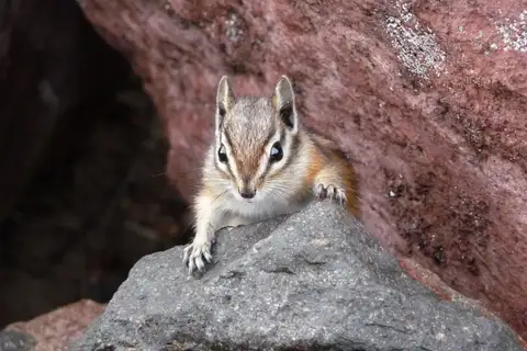 Yellow-pine Chipmunk