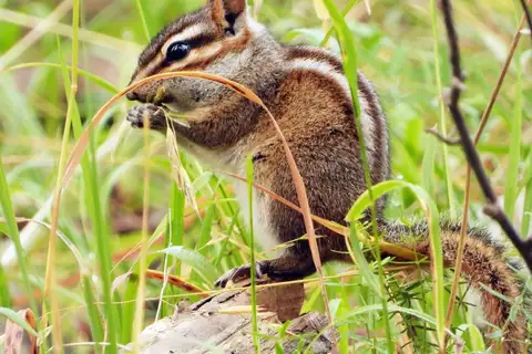 Gray-footed Chipmunk