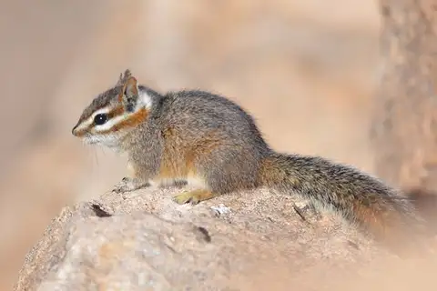 Cliff Chipmunk