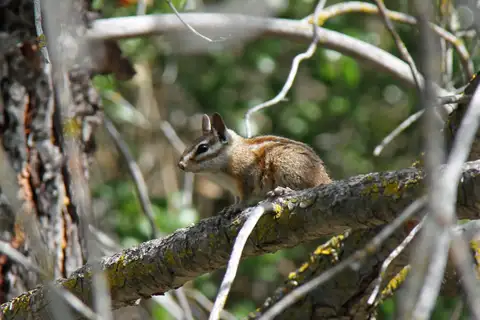 Merriam's Chipmunk