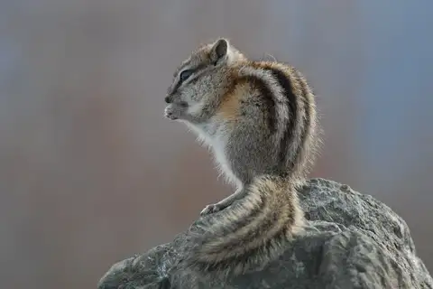 Least Chipmunk