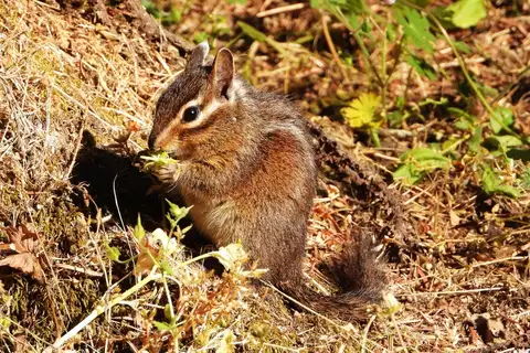 Yellow-cheeked Chipmunk