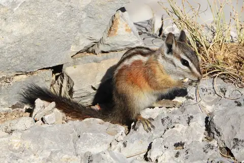 Palmer's Chipmunk
