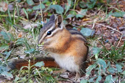 Red-tailed Chipmunk