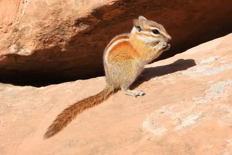 Hopi Chipmunk