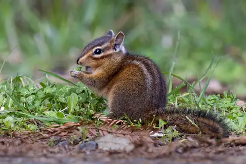 Shadow Chipmunk