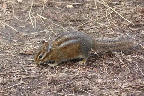 Siskiyou Chipmunk