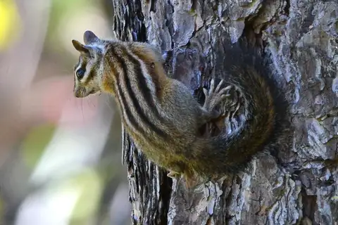 Sonoma Chipmunk